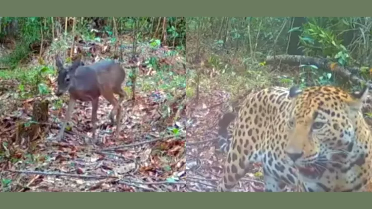 Captan imágenes de un jaguar y un venado en Petatlán, Guerrero
