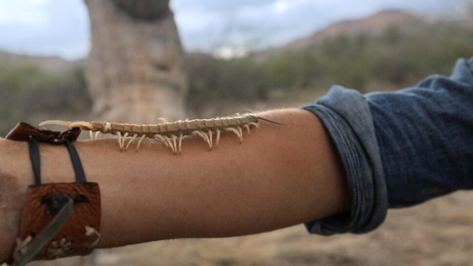 Indomable X Naturaleza