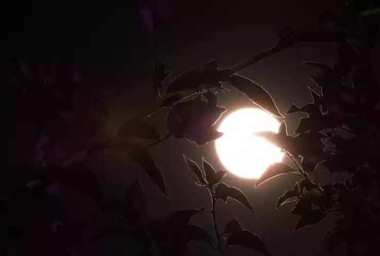 Luna rosa usuarios redes fotos