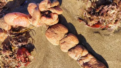 Alertan la llegada de Papas del mar a playas de Argentina