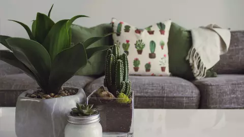 ¿Qué tipo de plantas ayudan a disminuir el calor en casa?