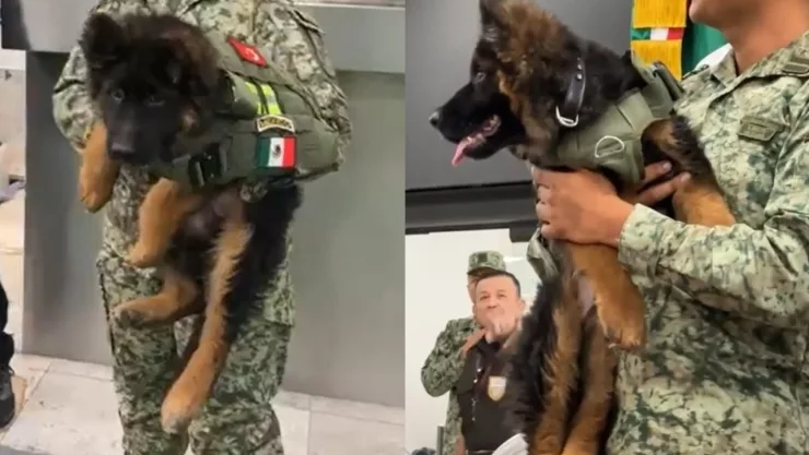 perro-rescatista-sedena-turquia