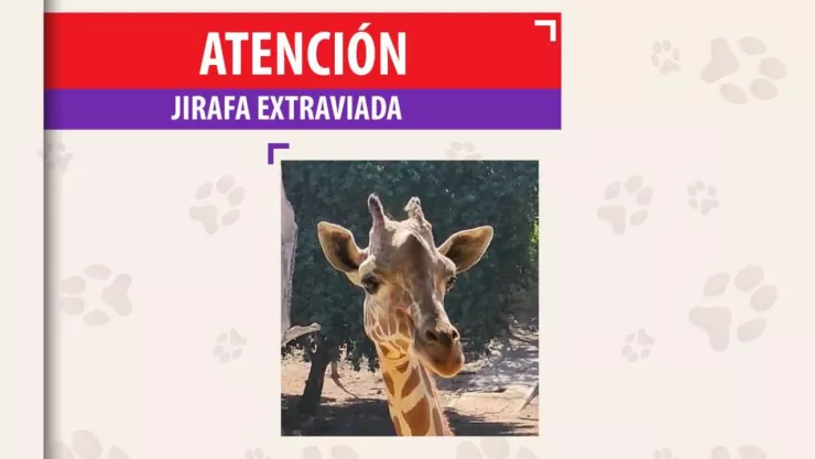 ¿Qué pasó con la jirafa desaparecida en Zoológico Culiacán? Esto se sabe su paradero