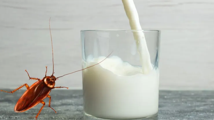Tomar leche de cucaracha