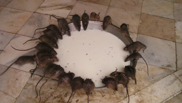 Más calor igual a más ratas Esta es la relación del calentamiento global y la proliferación de ratas en las ciudades