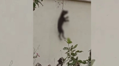 Muere perro ahorcado en vivienda de la Supermanzana 259 en Cancún; autoridades investigan el caso.jpg