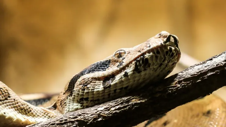 boa