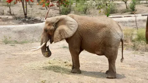 Por estas razones apodan a Ely, como “la elefanta más triste del mundo”