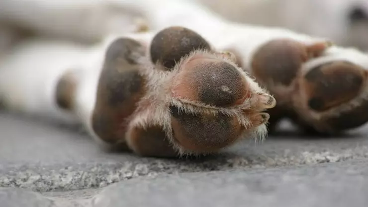 envenenamiento perros 