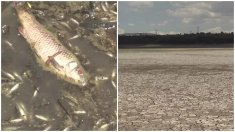 Se registra muerte de peces en presa de Hidalgo debido a sequía