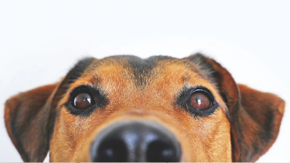 Parásitos en perros.