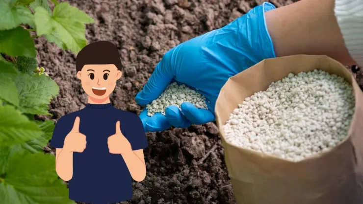 Cuándo debes fertilizar tus plantas en verano para que no se arruinen con el calor