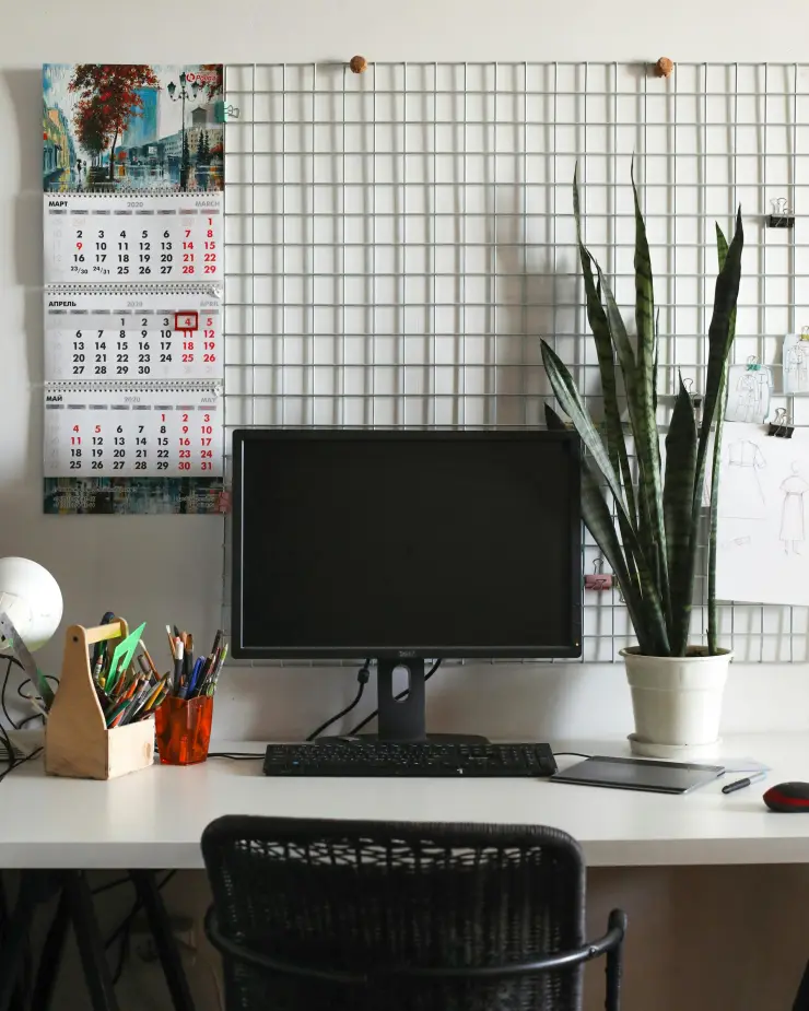 Sansevieria en la oficina.jpg