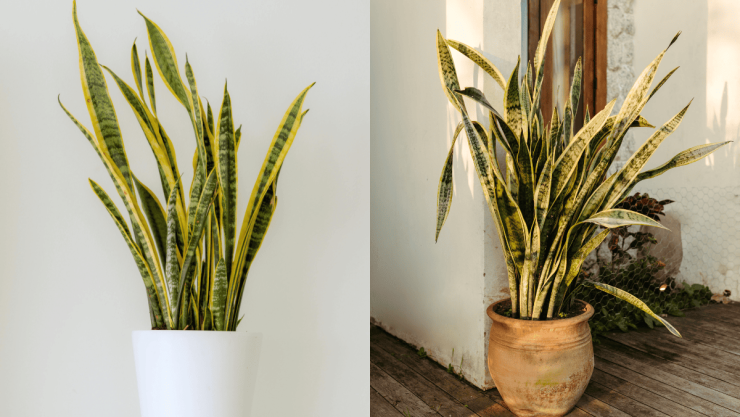 ¿Cómo hacer un abono casero para la planta lengua de suegra y lograr un mejor crecimiento.png