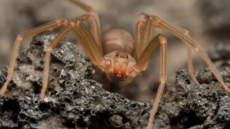 Tras 4 paros cardiorrespiratorios, una joven murió por la presunta mordedura de una araña violinista en Sonora