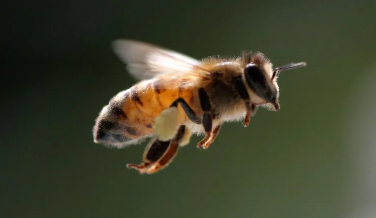 abeja silvestre