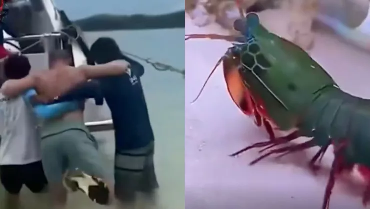 VIDEO | Camarón “corta-dedos” ataca a un turista y lo manda directamente al hospital: ¿Qué tan fuerte es el camarón mantis?