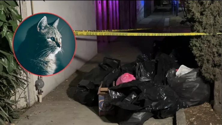 Edomex: Aparecen animales sacrificados en Naucalpan y denuncian actos de santería