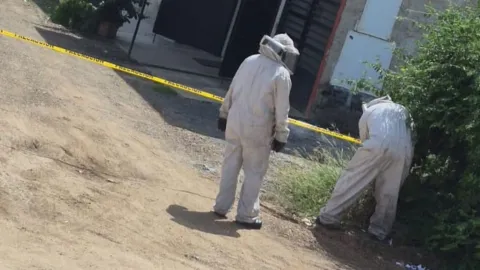 Ataque de abejas deja a una mujer herida en Mazatlán
