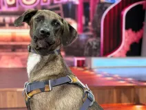 VOTA YA Se abren votaciones para elegir el nombre del perrito de La Granja VIP ¿Cómo votar por tu favorito.jpeg