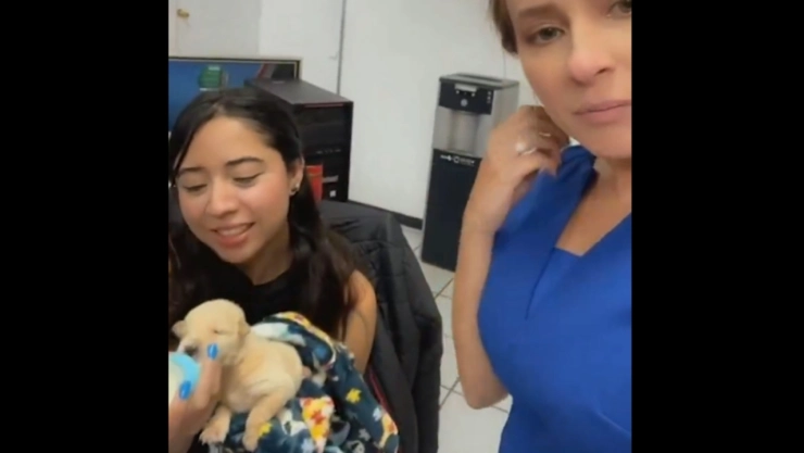 Se-busca-hogar-para-cuatro-cachorritos-te-decimos-como-puedes-adoptar-uno