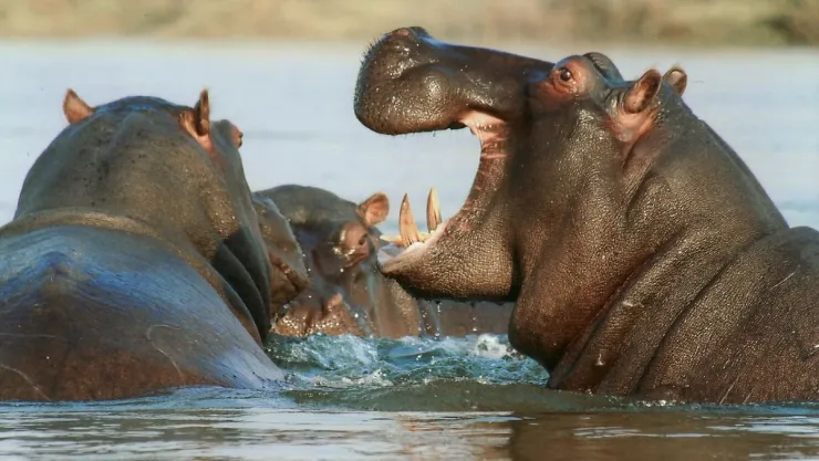 /animales/hipopotamos-sudan-sangre-expertos-explicacion