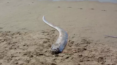 Encuentran pez remo en playas de Baja California, ¿se aproxima un terremoto o tsunami