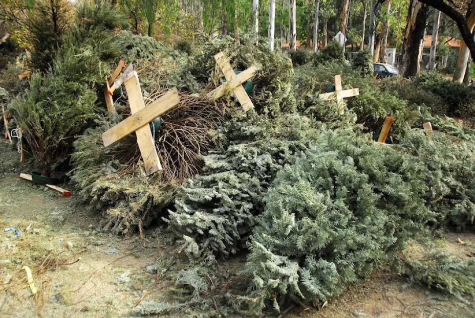Árboles de navidad