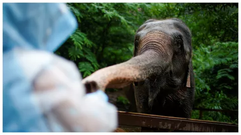 Una elefanta asiática es más pequeña que una africana