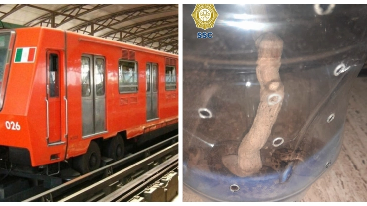 Salvó a una serpiente en la Línea B del Metro CDMX y la quería liberar en Chapultepec