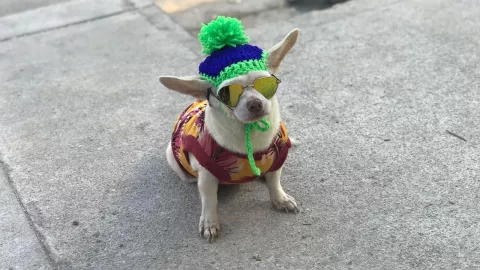 oyuki perro heladez en yucatan.