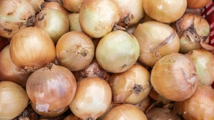 Precio de la cebolla alcanza los 60 pesos el kilo: ¿Por qué subió en México? Regiones más caras