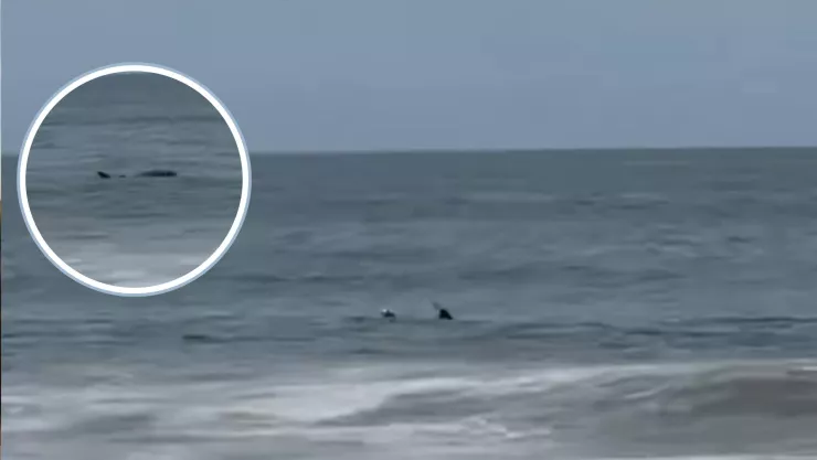 Delfines en Mazatlán