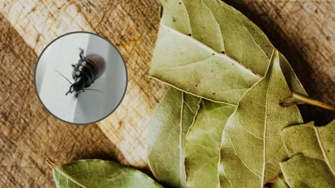 Utiliza las hojas de laurel para ahuyentar a las cucarachas.