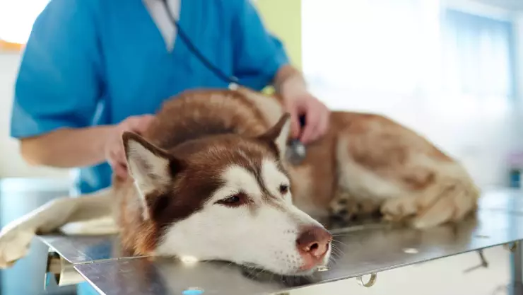 ¿Qué es el parvovirus y cómo afecta a perros y gatos?