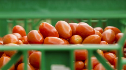 jitomate precios elevados mexico