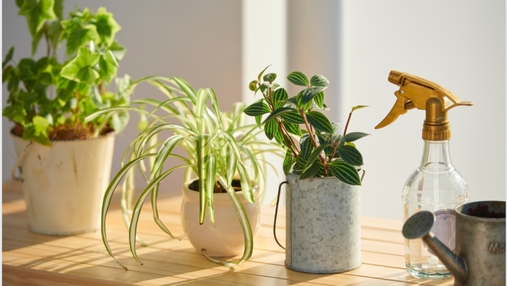 plantas (2).png