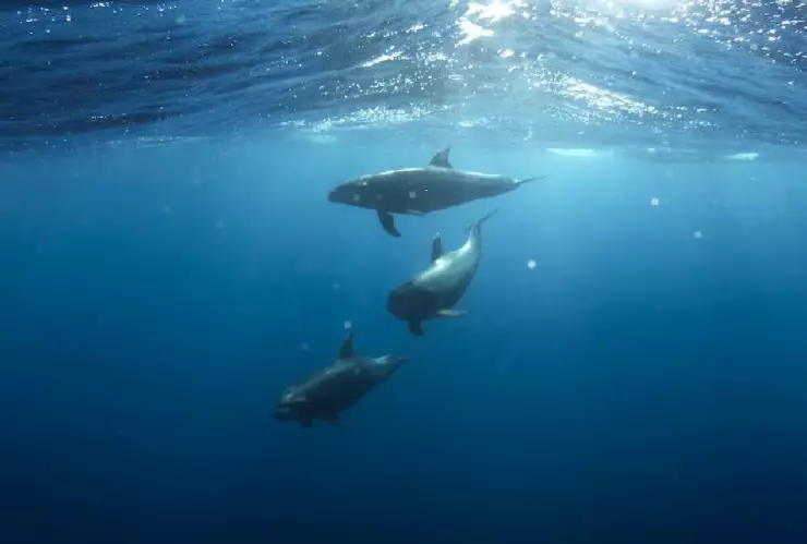 Delfines atacan a adultos mayores en playa de Japón