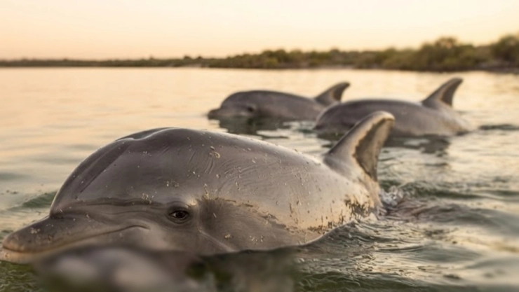 Delfines