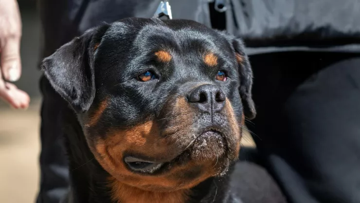 Niño de 2 años muere devorado por rottweilers mientras su cuidadora dormía.jpg