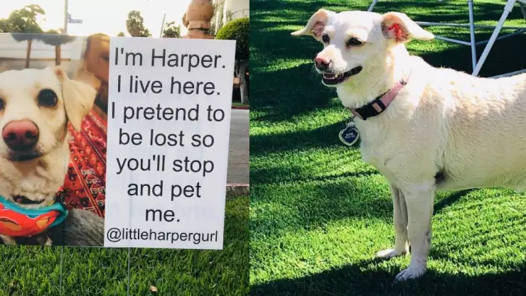 perrito perdido caricias