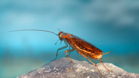 Mordida de cucaracha: ¿Cómo aliviar la lesión que dejan los insectos?