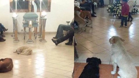 perritos funeral mujer