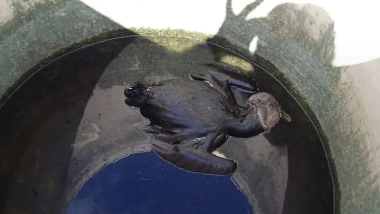 Zopilote muerto dentro de tinaco se vuelve viral en redes sociales