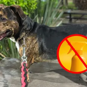 ¿Qué pasa si uso vinagre con limón y romero con mi perro?
