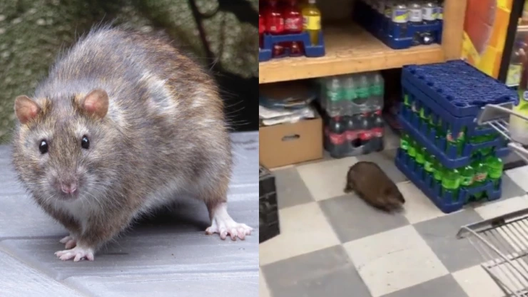 Captan a rata gigante en supermercado de Nueva York, Estados Unidos