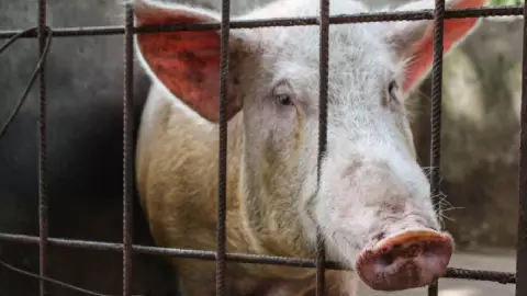 ¿Cómo operaba el matadero móvil en Zapopan, Jalisco?