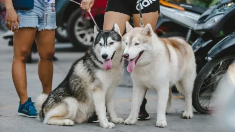Robo y secuestro de perros: ¿Cuáles son las razas más vulnerables en México?