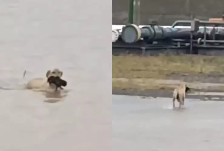 Perrita rescata a su cachorro de las inundaciones en Reynosa.