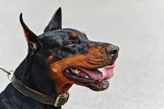 perros, razas, inteligentes, cuáles son f.jpg